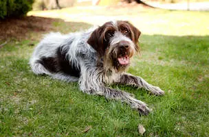 Wirehaired Pointing Griffon